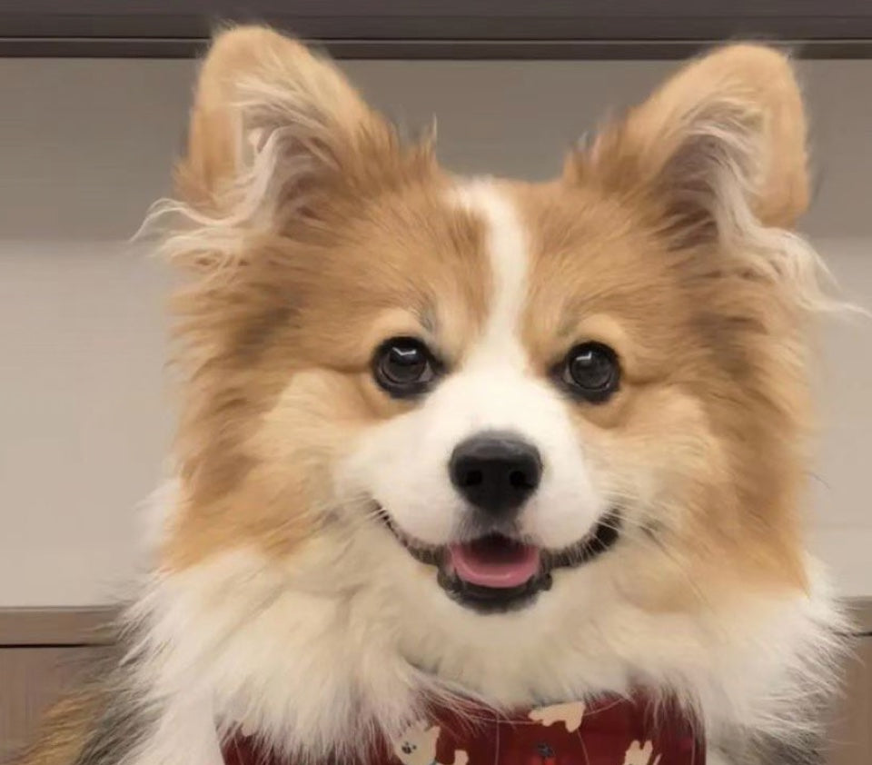 Original photo of a fluffy tan and white dog wearing a red bandana