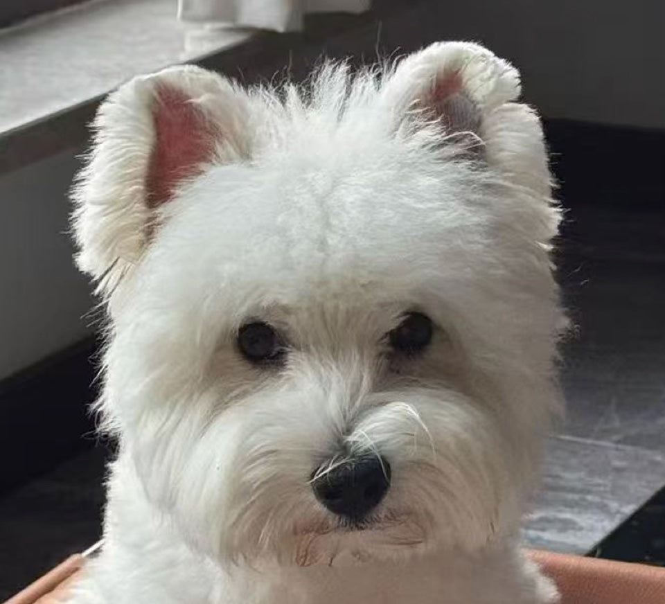 Original photo of a white terrier with upright ears