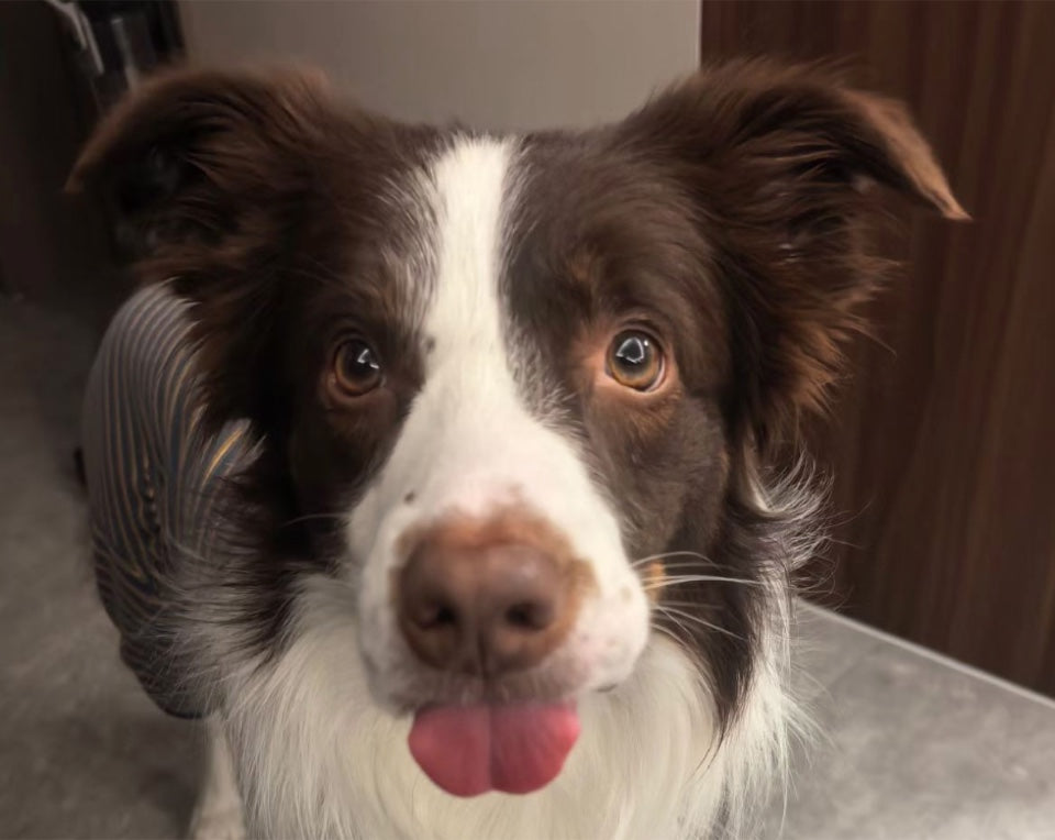 Original photo of a brown and white dog with a white blaze